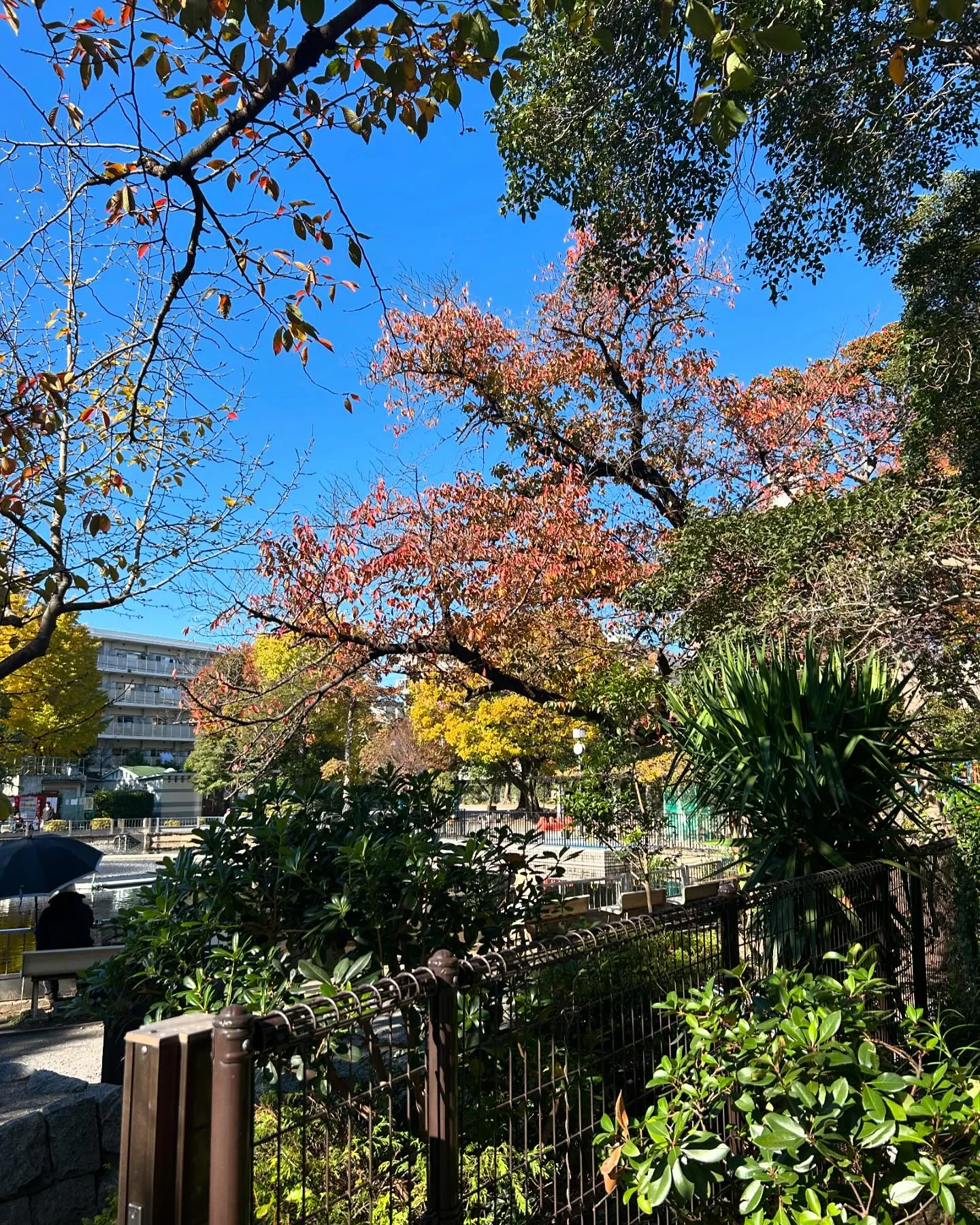 『学芸大学』すっかり秋『音楽教室』