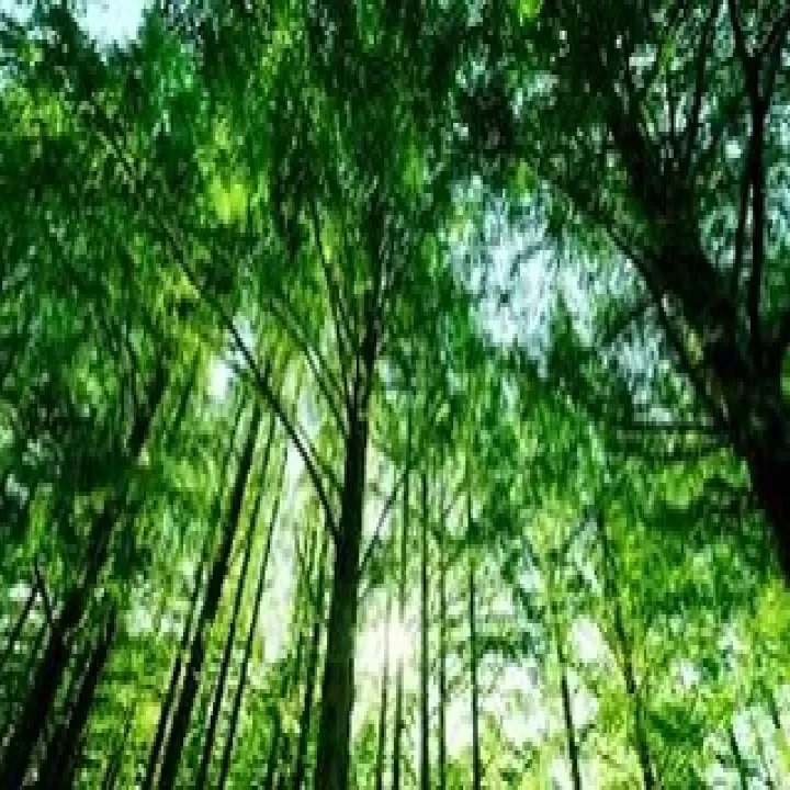 『学芸大学』音楽とは数学である『音楽教室』