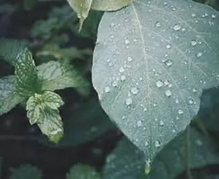 『学芸大学』ピアノにおける指使いの重要性『ピアノ教室』