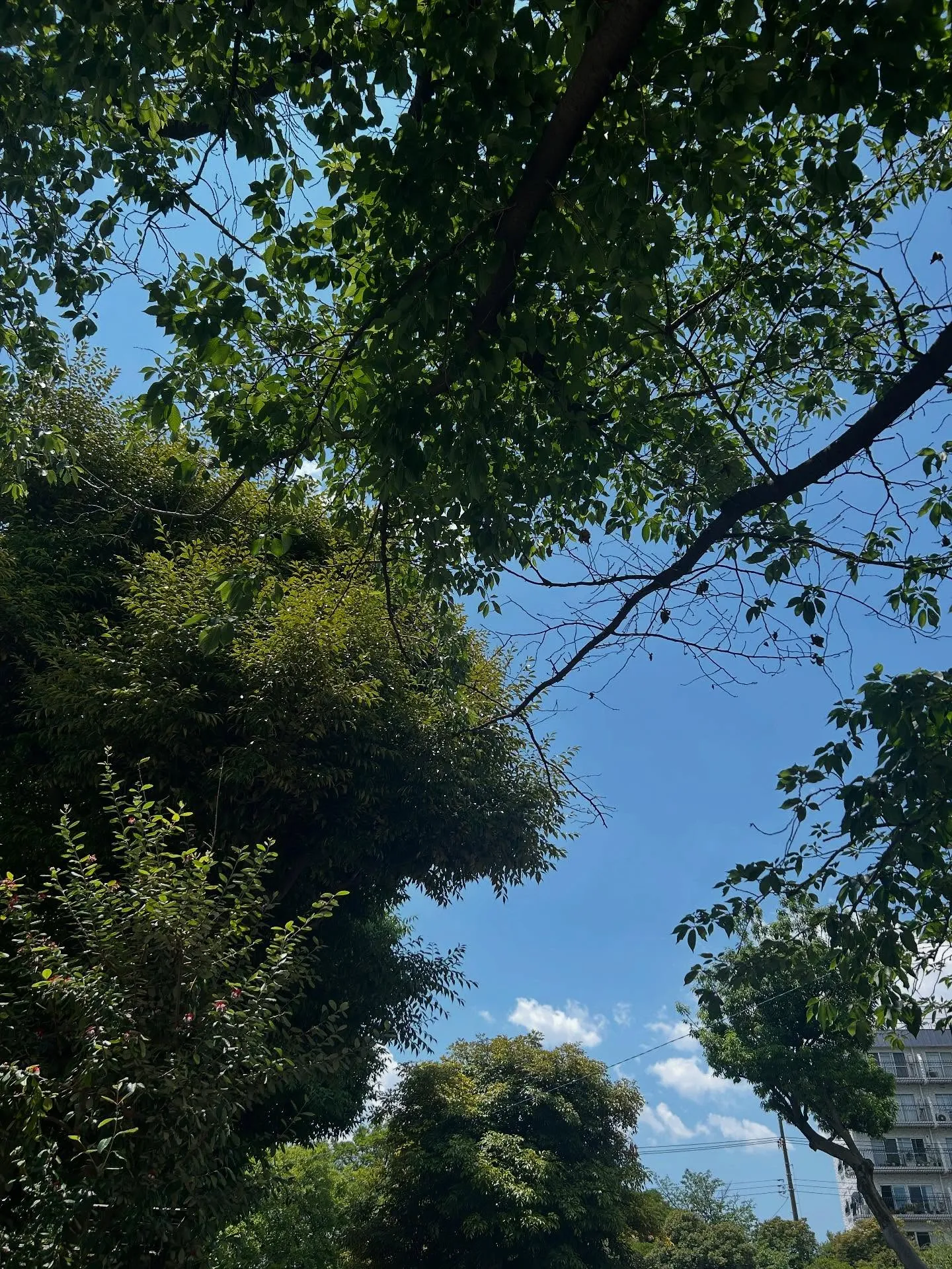 『学芸大学』シェリー・アーツ音楽教室の教育方針『音楽教室』