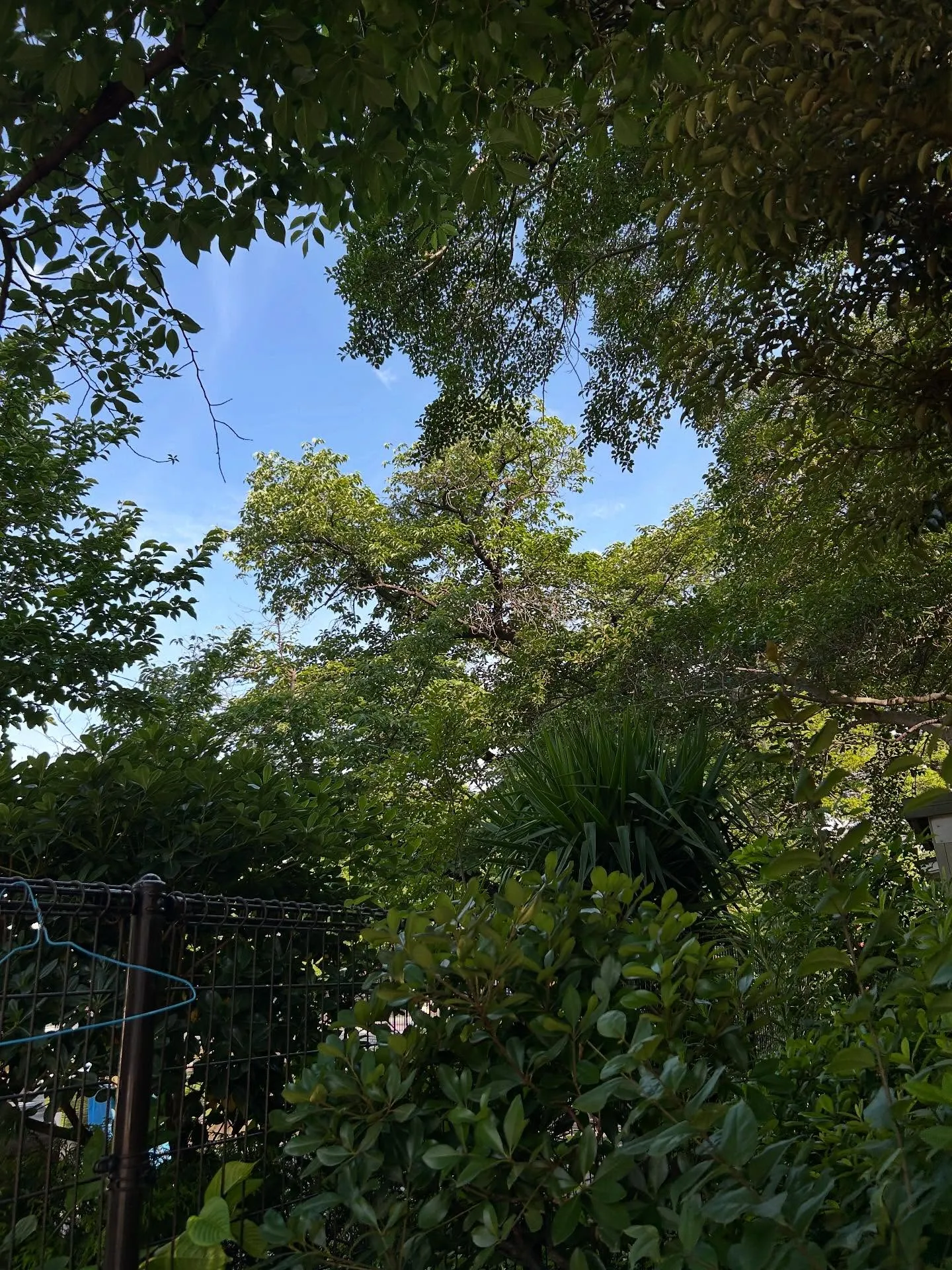 『学芸大学』社会問題『音楽』