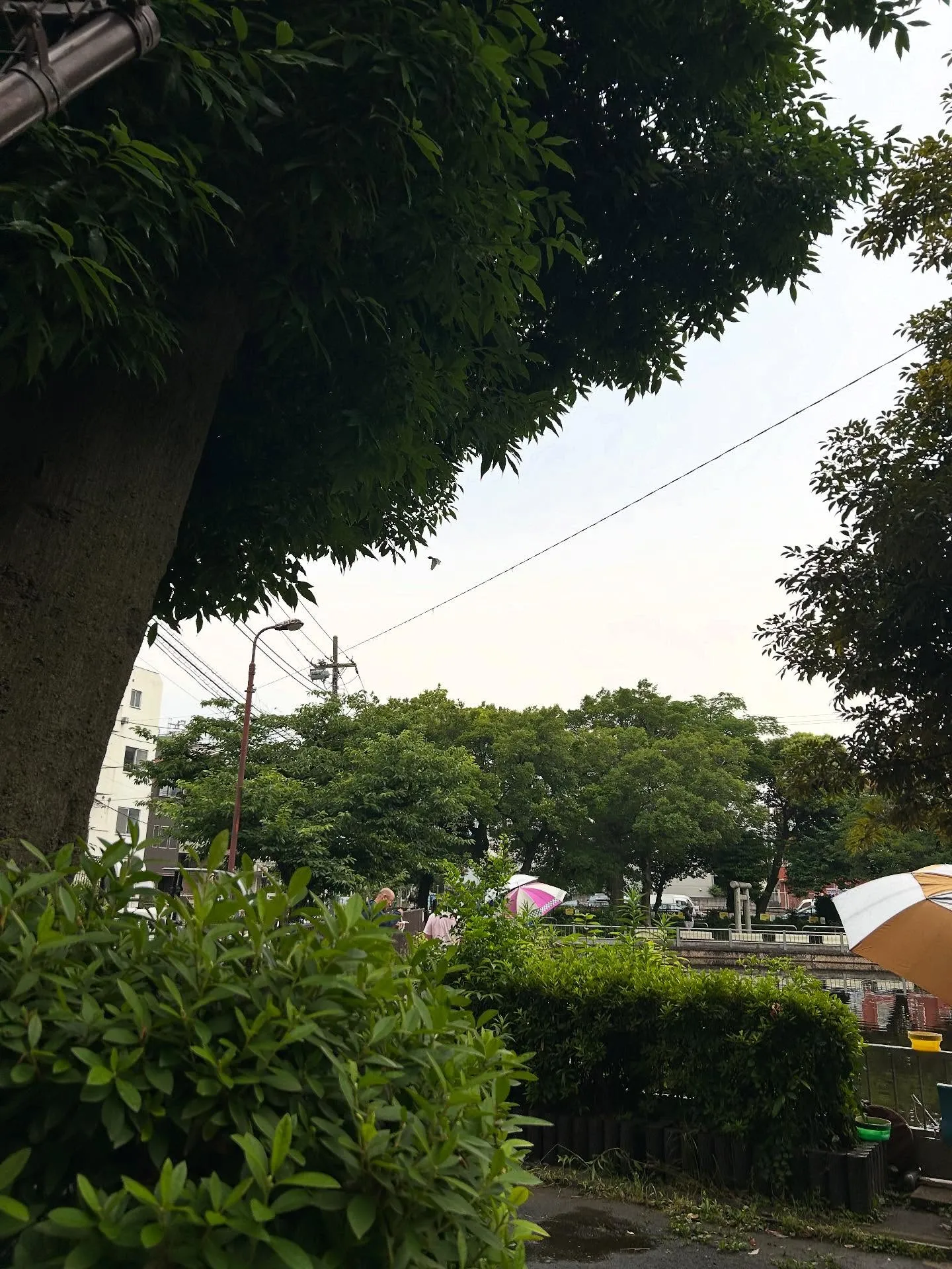 『学芸大学』ピアノの魅力『ピアノ教室』