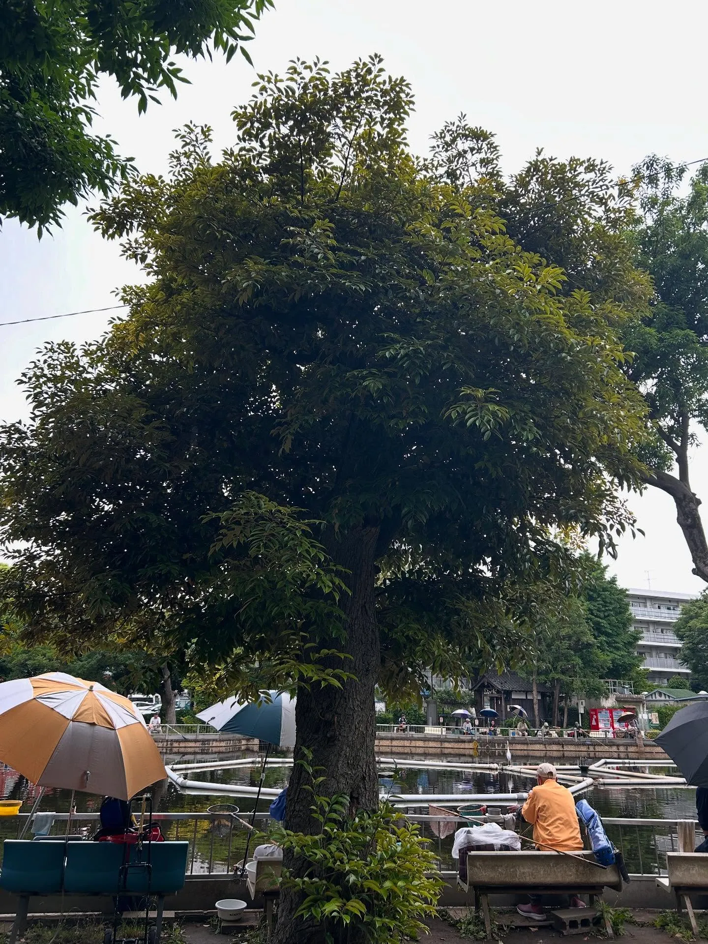 『学芸大学』ピアノの魅力『ピアノ教室』