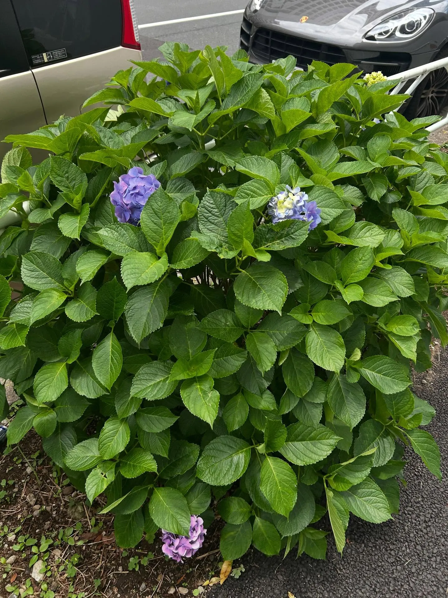 『学芸大学』シェリー・アーツ音楽教室のピアノレッスン: 夢を...