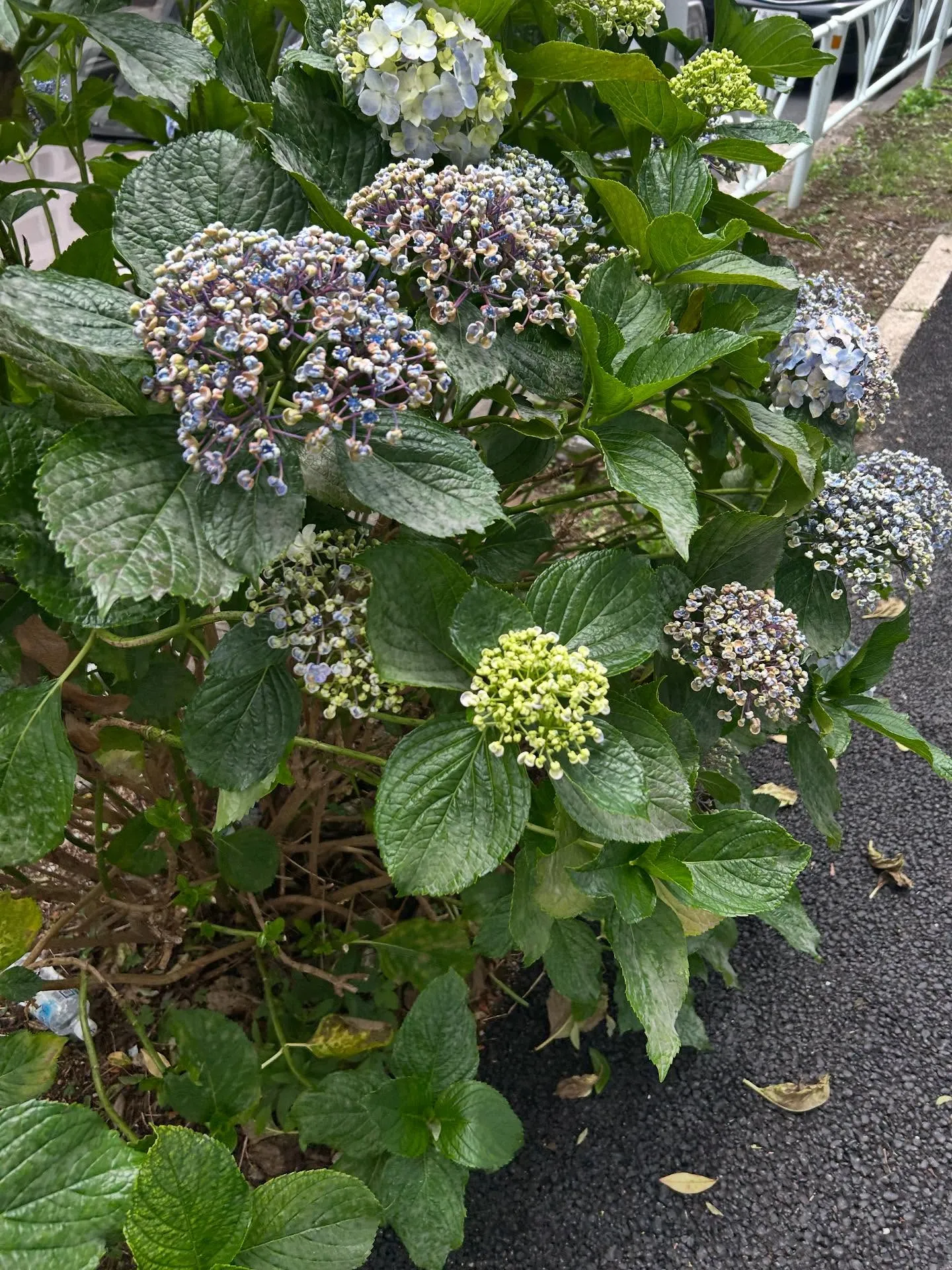 『学芸大学』シェリー・アーツ音楽教室のピアノレッスン: 夢を...