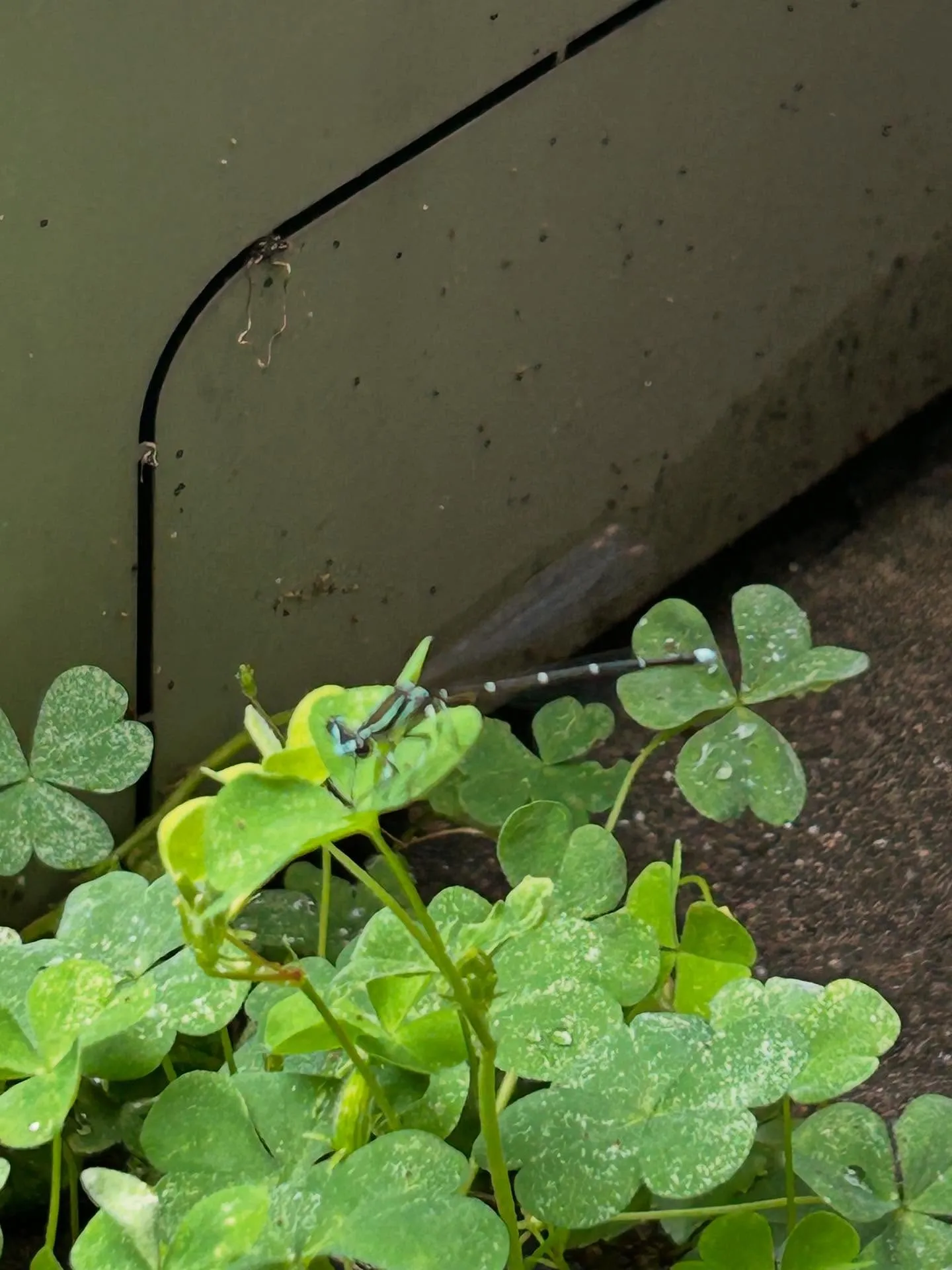 『学芸大学』音楽は全て歌に帰結する:シェリー・アーツ音楽教室...