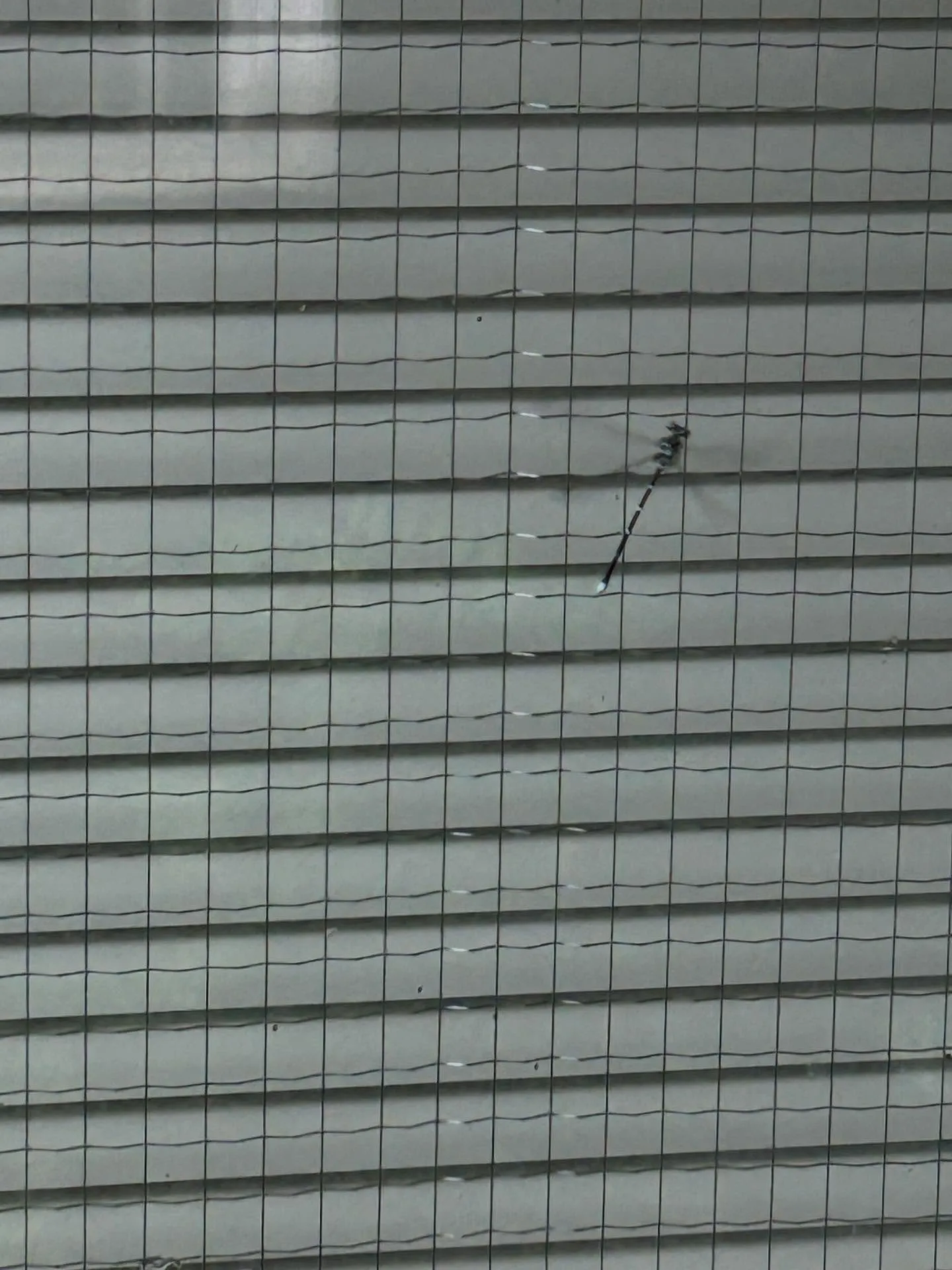 『学芸大学』音楽は全て歌に帰結する:シェリー・アーツ音楽教室...