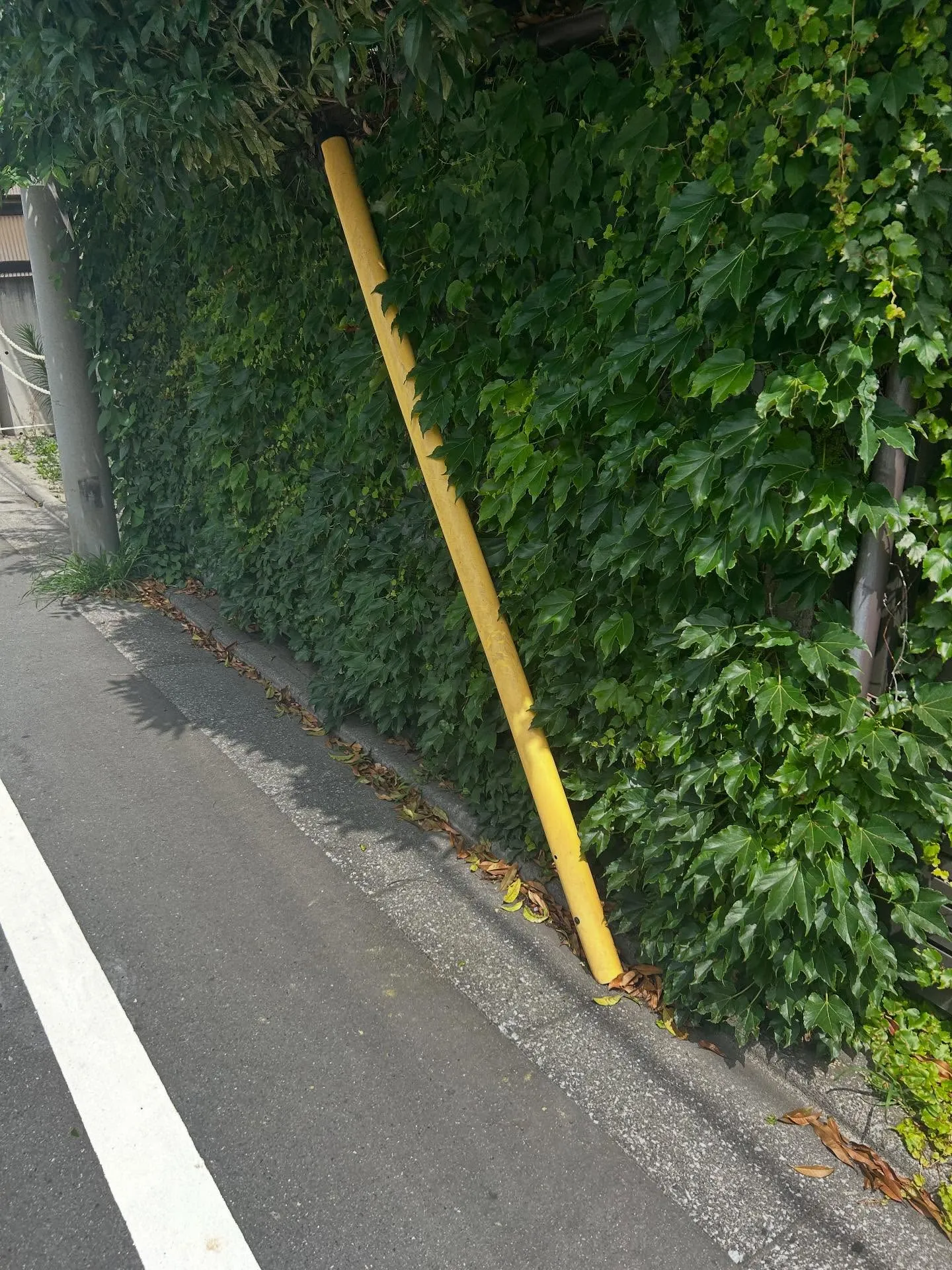 『ピアノ教室』シェリー・アーツ音楽教室: 音楽についての全て...