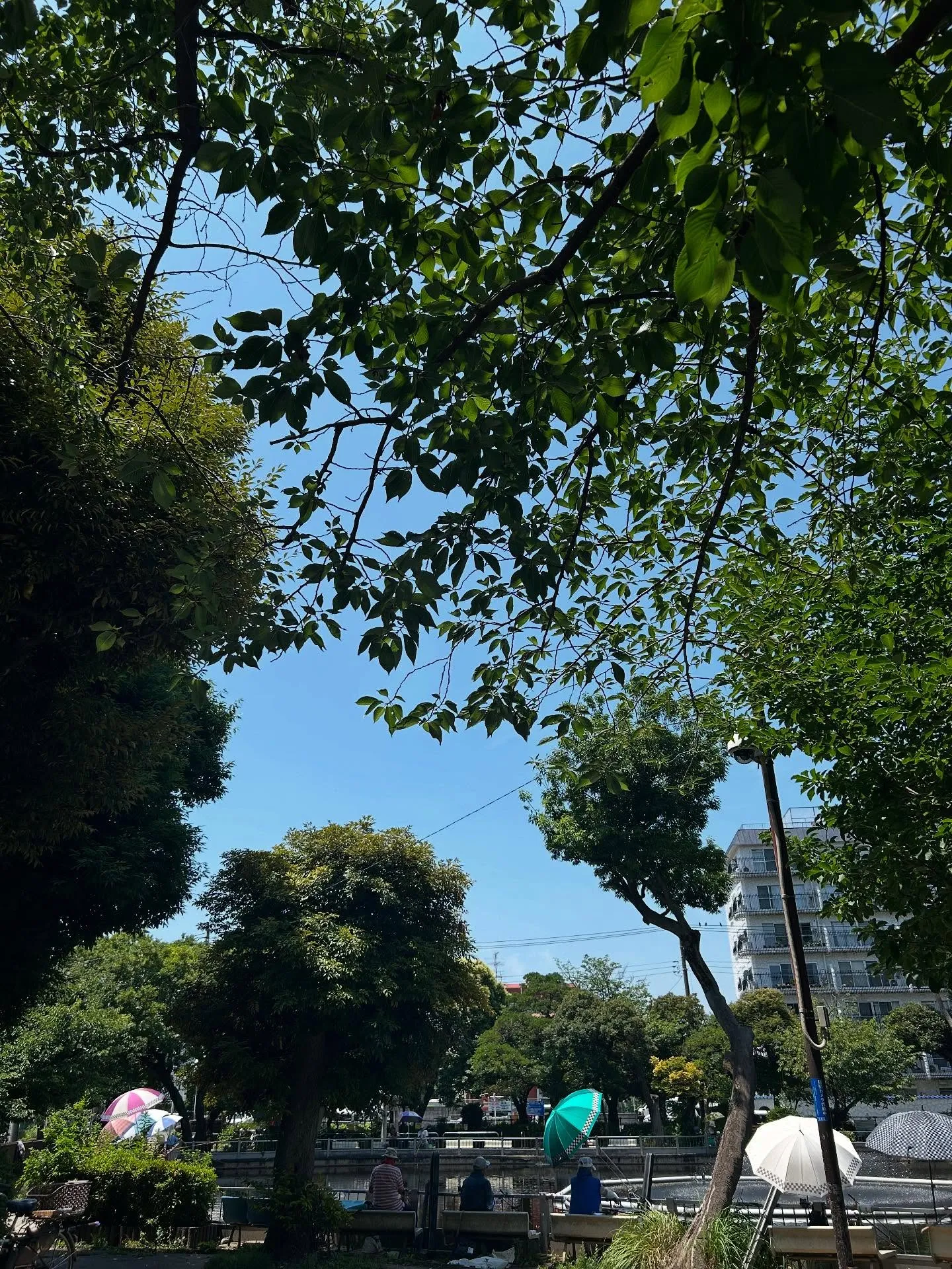 『ピアノ教室』作曲家の意図の尊重：シェリー・アーツ音楽教室の...