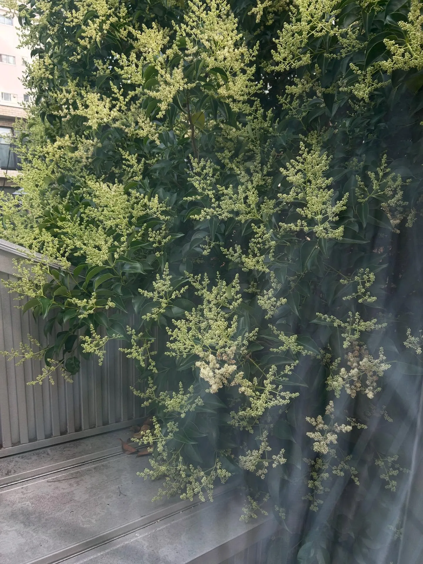 『ピアノ教室』月謝払い過ぎていませんか?シェリー・アーツ音楽...