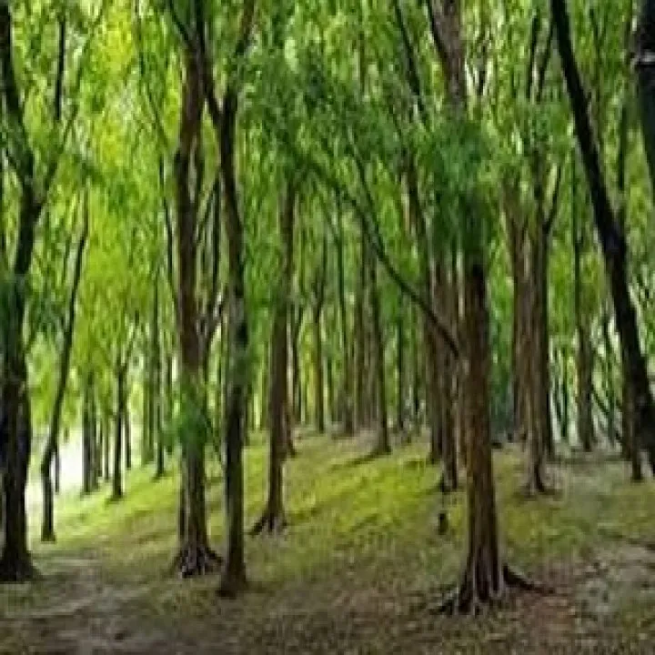 『ピアノ教室』音楽は言語の壁を越える：シェリー・アーツ音楽教...