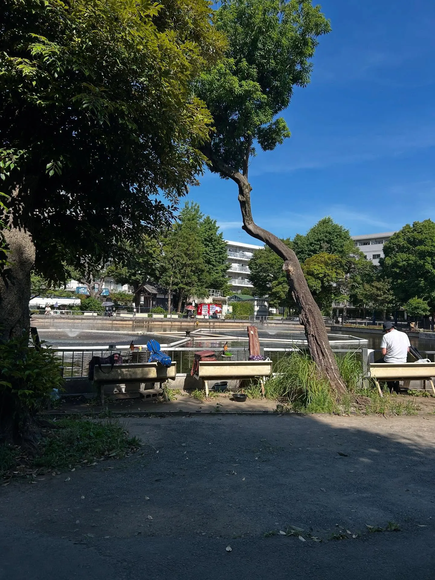 『ピアノ教室』音楽は調和：シェリー・アーツ音楽教室のご紹介『...