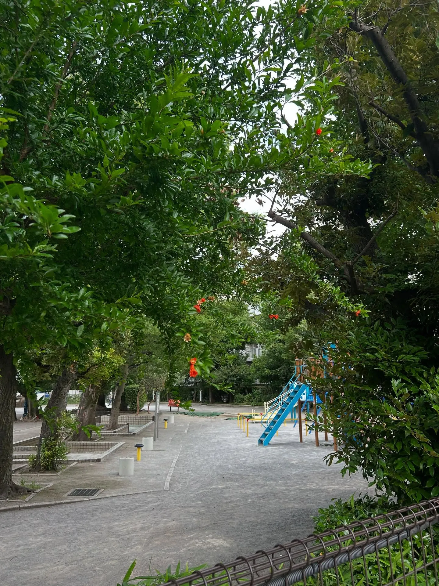 『ピアノ教室』豊かな音楽人生を楽しむために - シェリー・ア...