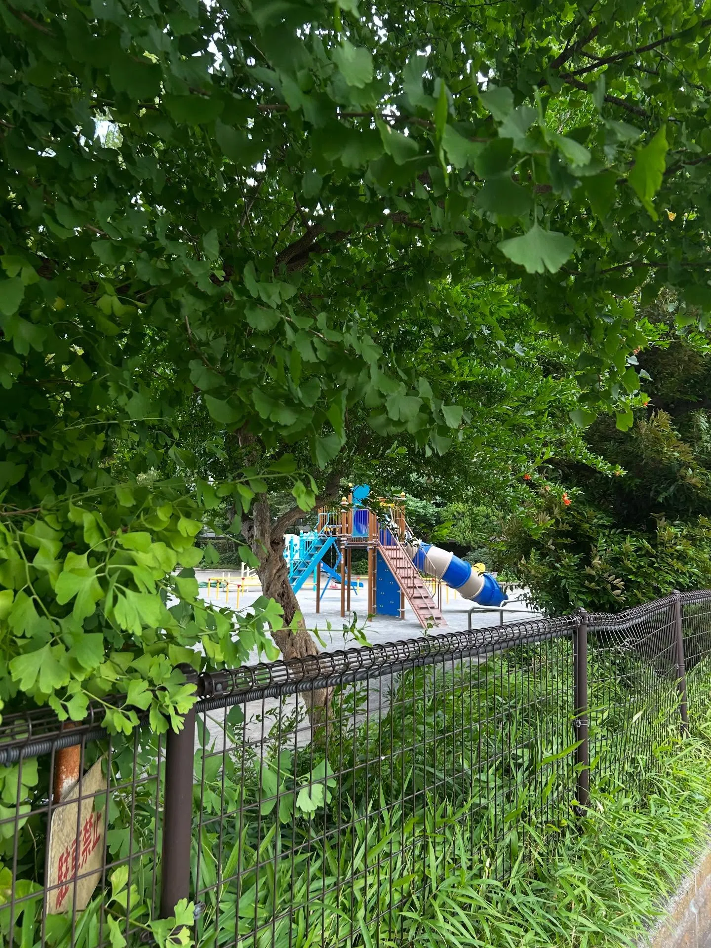 『ピアノ教室』豊かな音楽人生を楽しむために - シェリー・ア...