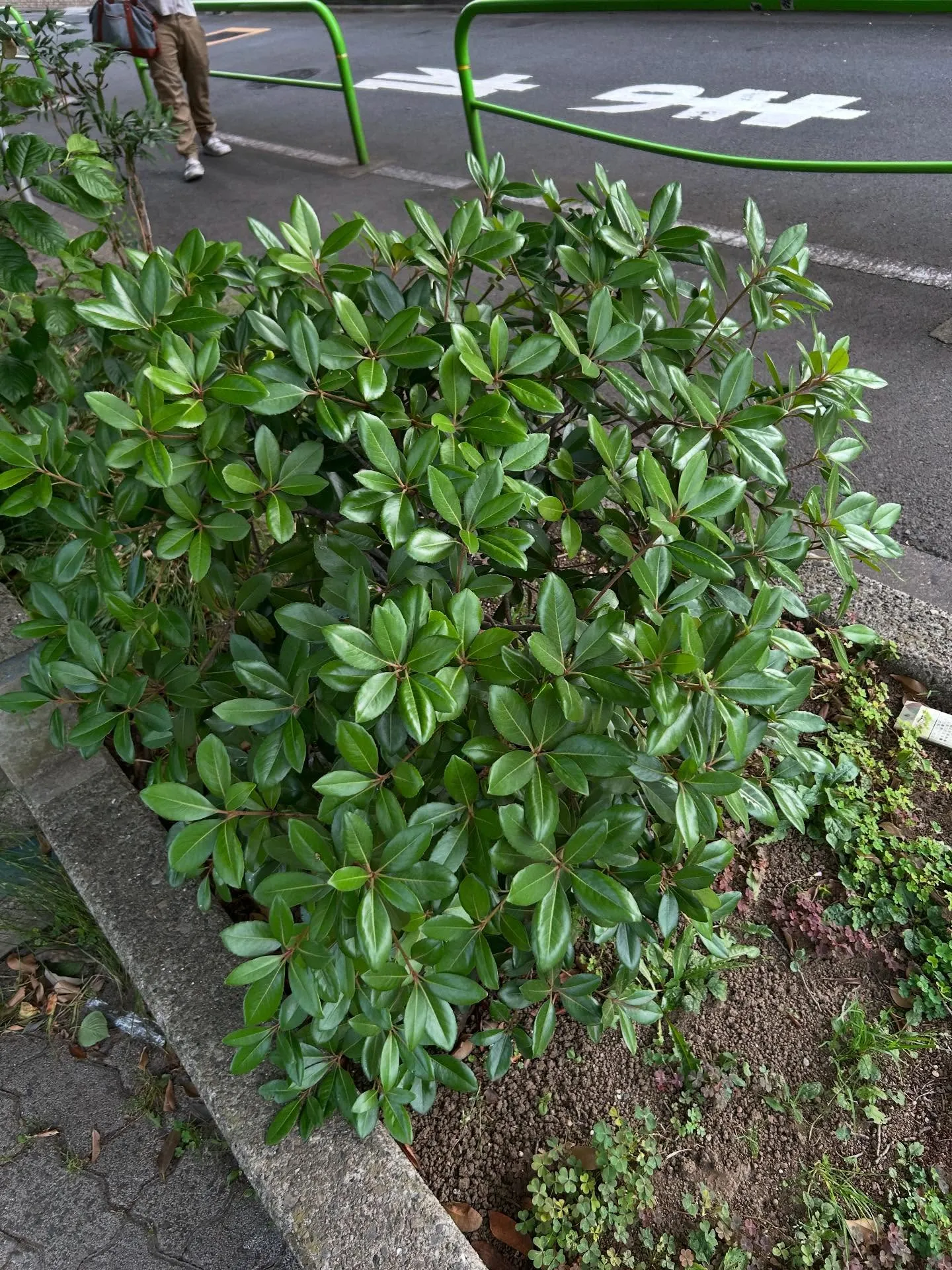 『ピアノ教室』ストレス解消に最適な音楽教室の活用法『学芸大学...