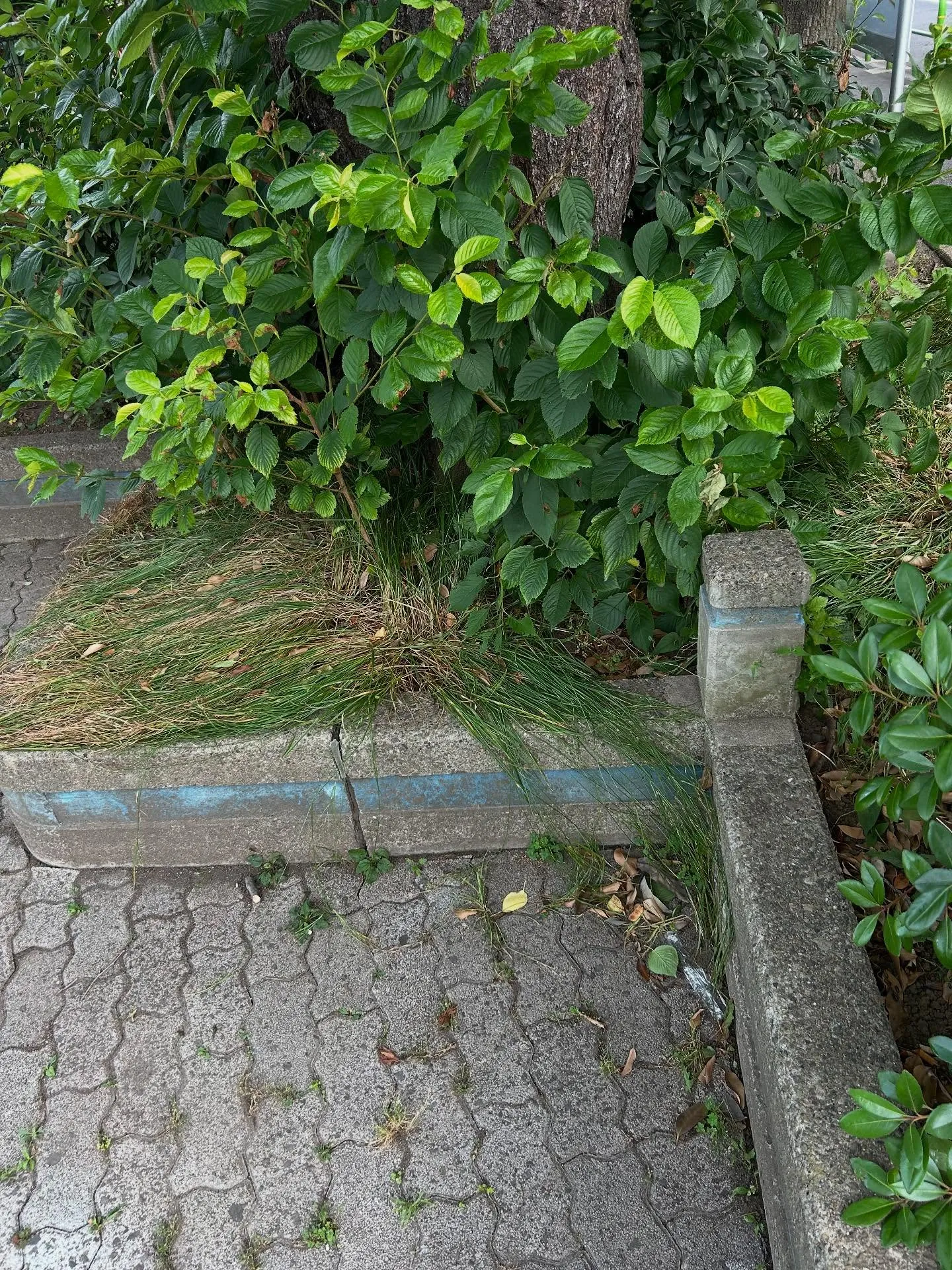 『ピアノ教室』ストレス解消に最適な音楽教室の活用法『学芸大学...