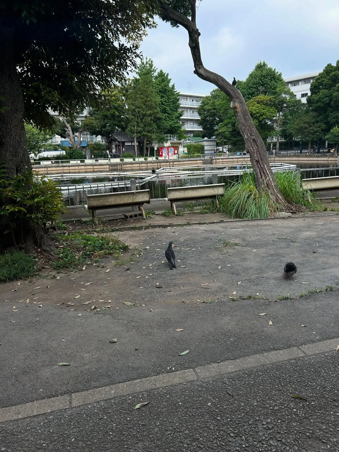 『ピアノ教室』昔習っていたピアノ、また始めてみませんか？『学...